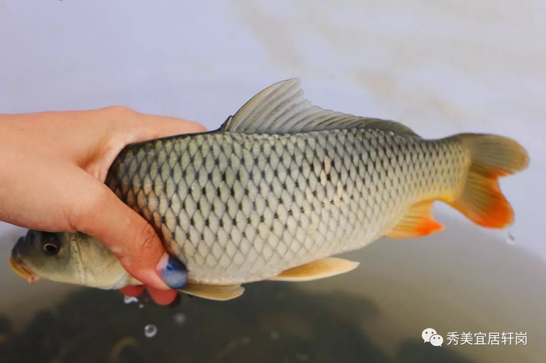 稻花鱼,也叫谷花鱼,就是在稻田里吃着稻花养大的鱼.