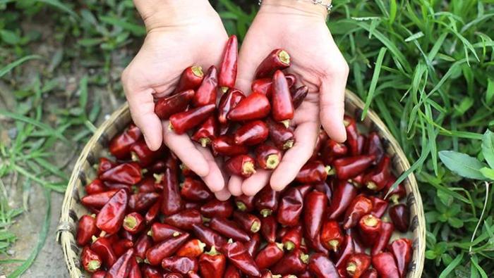 子弹头辣椒哪个地方的好 0226677cbfce4bfbab7422c90c78d23f.jpeg