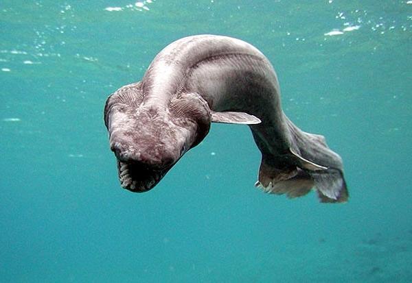 地球上最原始的鲨鱼之一,性情凶猛,拥有三百颗