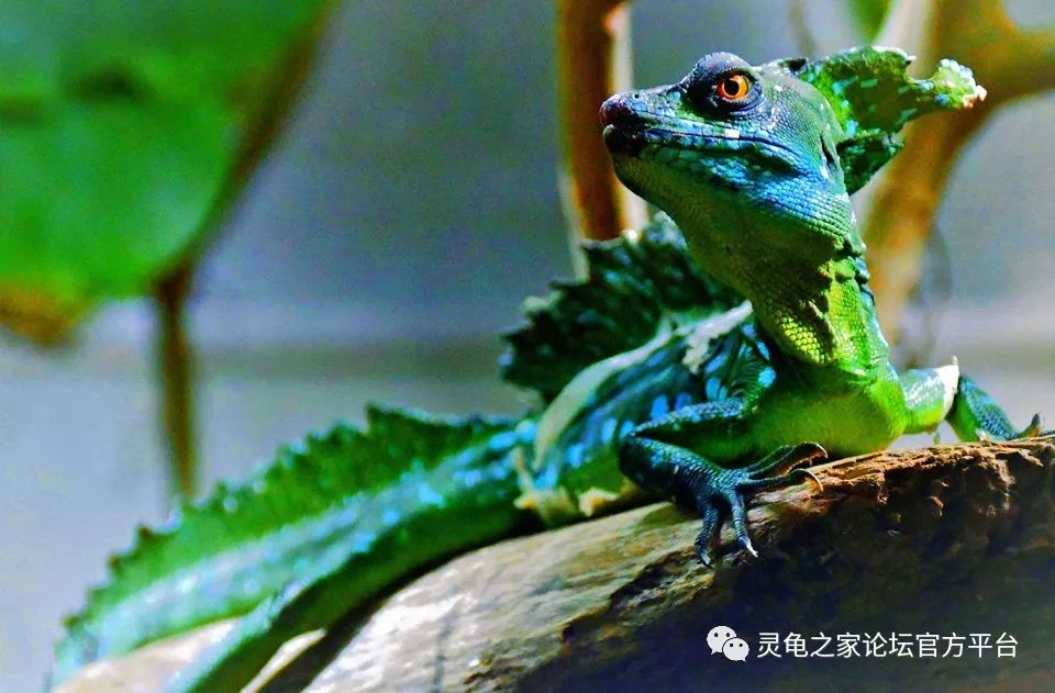 双嵴冠蜥(下文中将简称为双冠蜥)是一种十分美丽的蜥蜴,它们主要生活