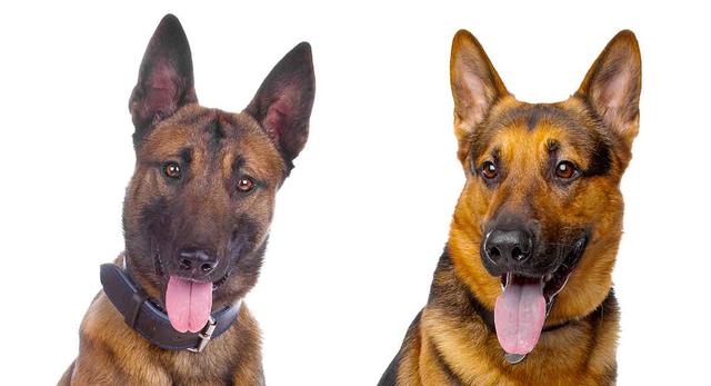 原创马犬不是德牧,把它们俩放一起,大部分人都搞混了,你能分清吗?