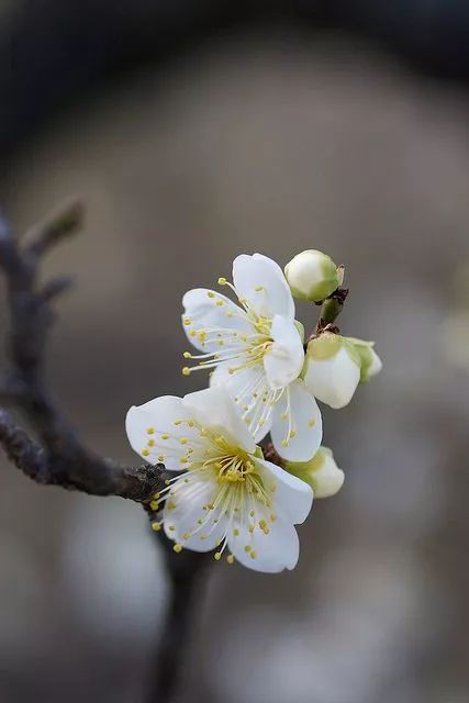 一诗,一花,一意境,美!
