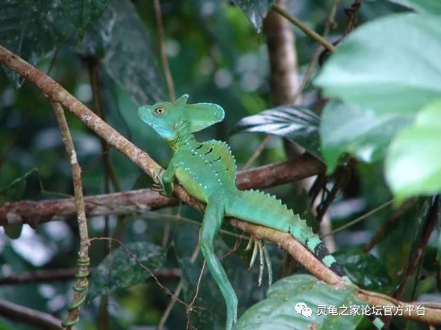 双嵴冠蜥绿双冠蜥