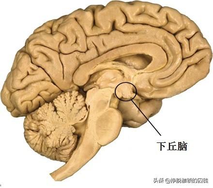 已知,下丘脑是食欲和能量稳态调节中枢,由几个相互连接的神经核团共同