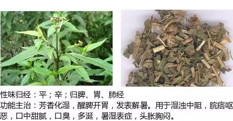 501个中草药图谱(附主治功效),知道一半就太牛了!