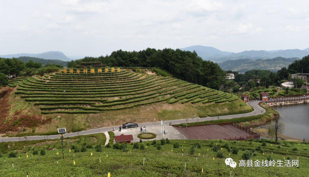 随着时光的沉淀,高县大窝镇大雁岭的茶产业已经发展的比较成熟了,蓝天