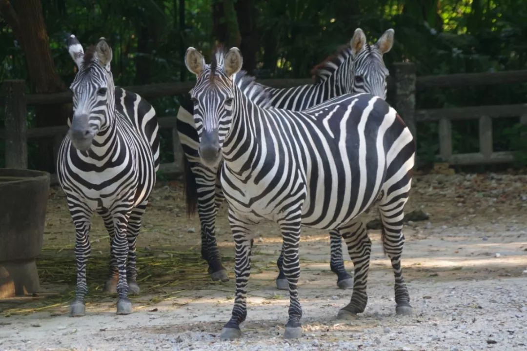 来上海动物园看"非洲动物大迁徙"!