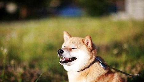 柴犬智商排名_柴犬智商排名第几(2)