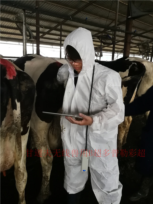 母牛绑定保定:母牛取自然站立姿势保定于牛床上或柱栏内,如同进行直肠