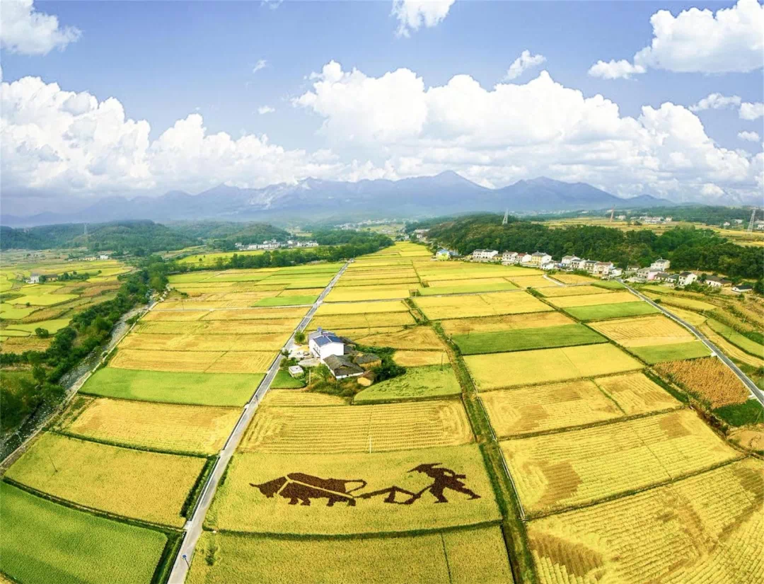 好消息!夷陵区再添新名片"荆楚美丽乡村"