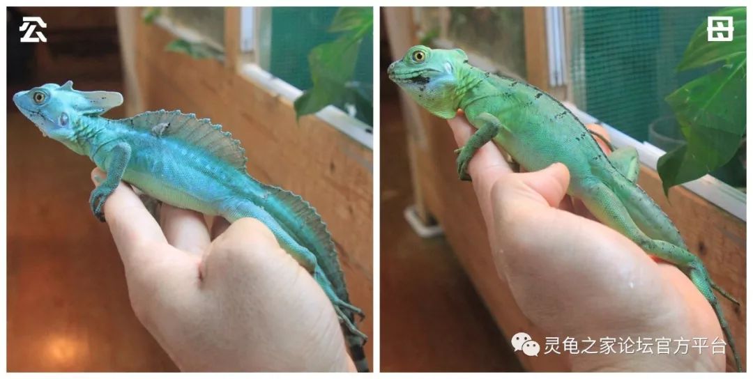 双嵴冠蜥绿双冠蜥