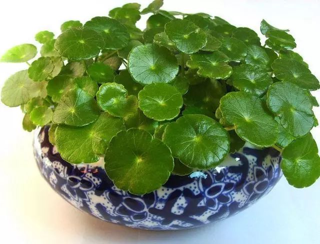 绿萝用什么盆子最好 271d00a5261e420796bb2a2ddcc48d31.jpeg