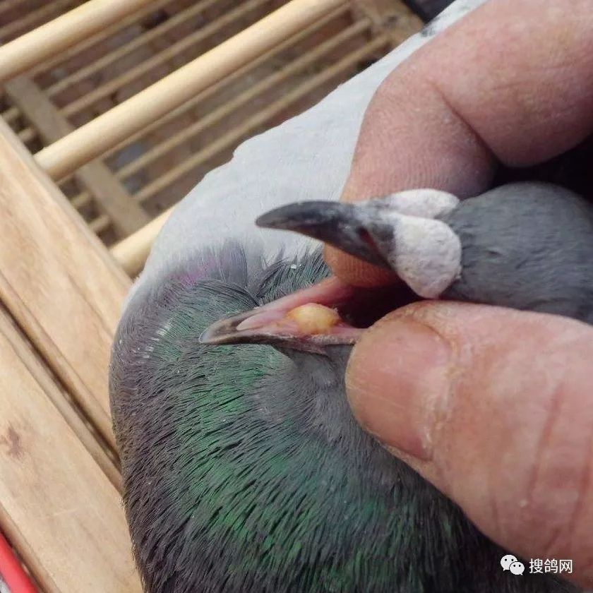 搜鸽经验 | 秋赛前赛鸽常见疾病- 鸽痘的防治