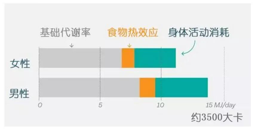 一个正常的年轻成年人的热量消耗构成