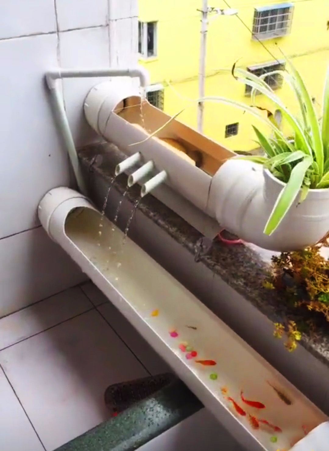 怎么养鱼才能长得大 2d529cefe37a4c72833c0fc26eec44c9.jpeg