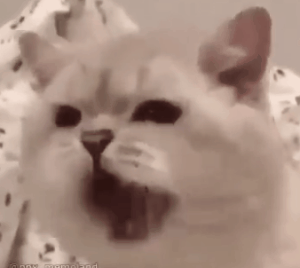 ▼ 不知道能不能重启试试? 猫:给你个表情自己体会!