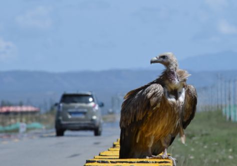 青海这段公路出现世界上最大的猛禽.