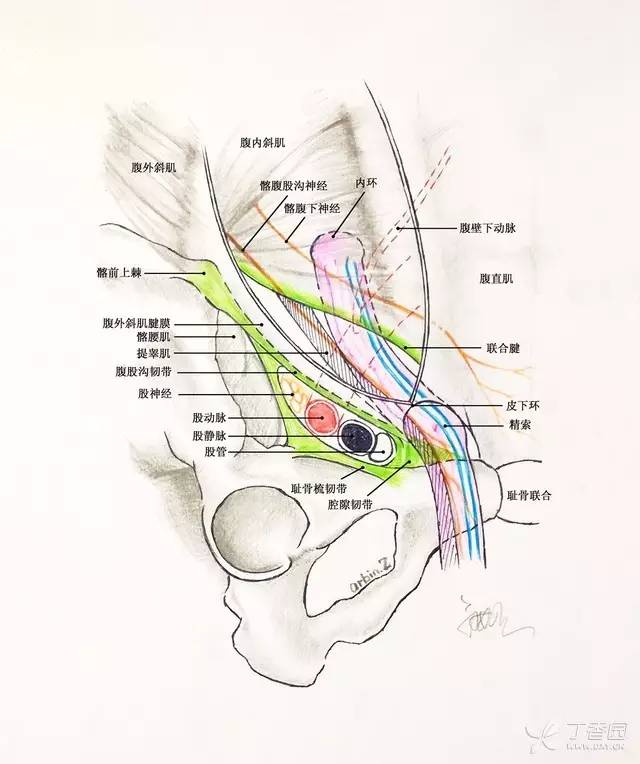 画说腹外疝:原来「疝气」这么简单～_腹股沟