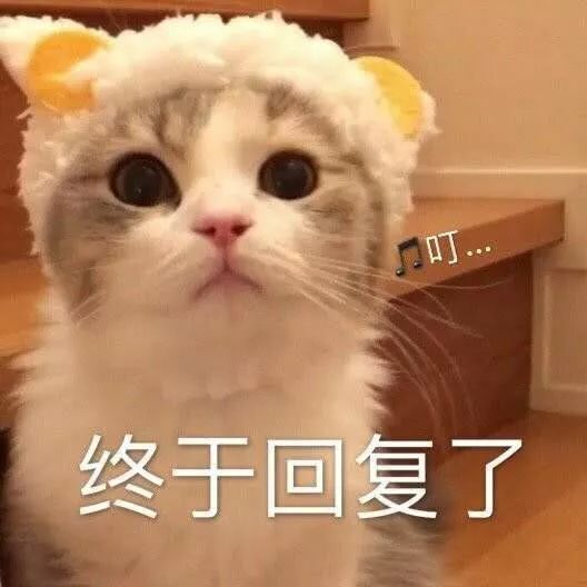 表情包丨我还是你爱的小秃头吗