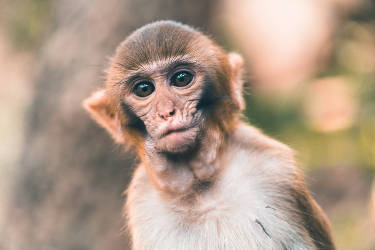 什么地方有很多猴子 3d084cd551f2419eb4335a4c80e89430.jpeg