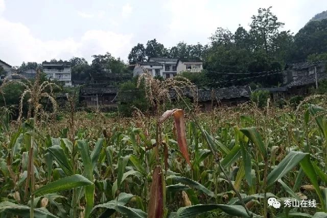 秀山人口有多少_秀山石堤镇大溪乡有船(2)