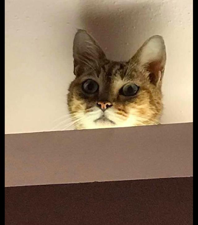 网友总是睡不着觉,睁眼发现猫咪趴在天花板瞪着他,有点恐怖呢!