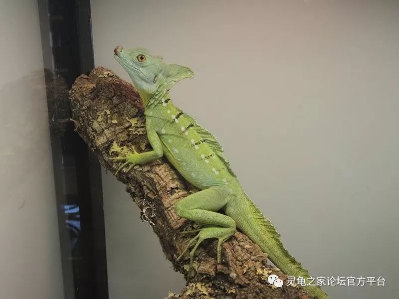 双嵴冠蜥绿双冠蜥