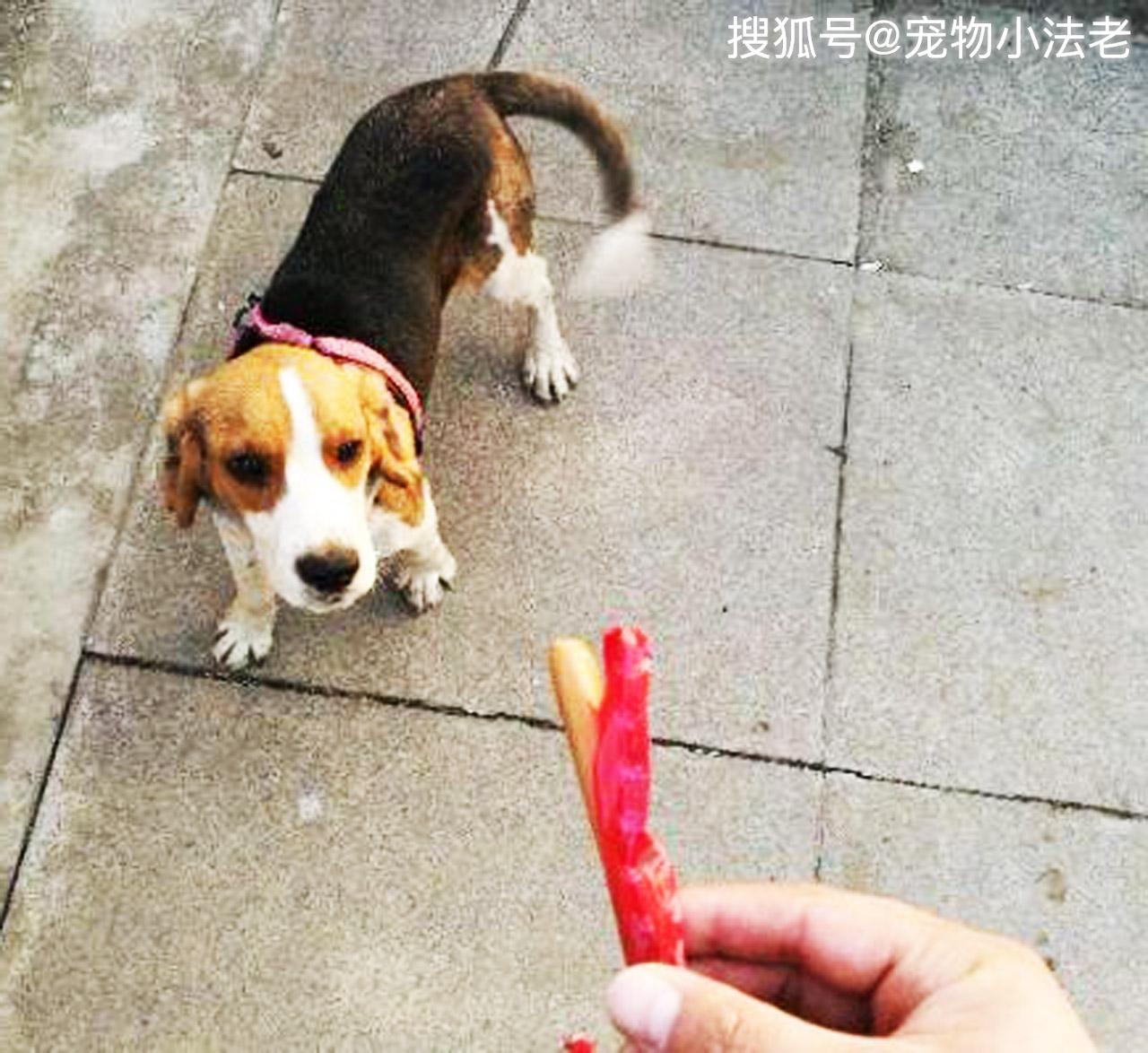 原创男子带狗出去散步,狗狗突然倒地,浑身抽搐口吐白沫,男子被吓傻