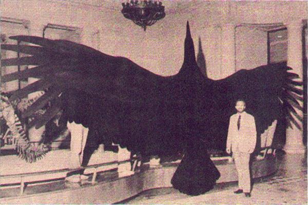 直擊史上最大鳥類，展翅可達7米多，足有一架輕型機之大 寵物 第1張