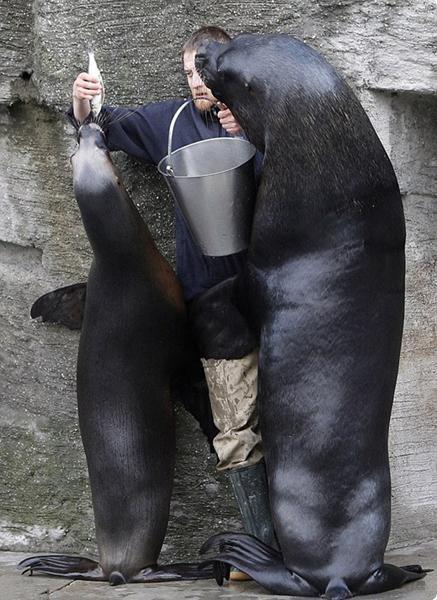 當個飼養員不容易！提著魚桶喂海獅，沒想到遭到這樣的壁咚 寵物 第4張