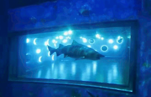 6156516935e849bcad311632f5693207.gif