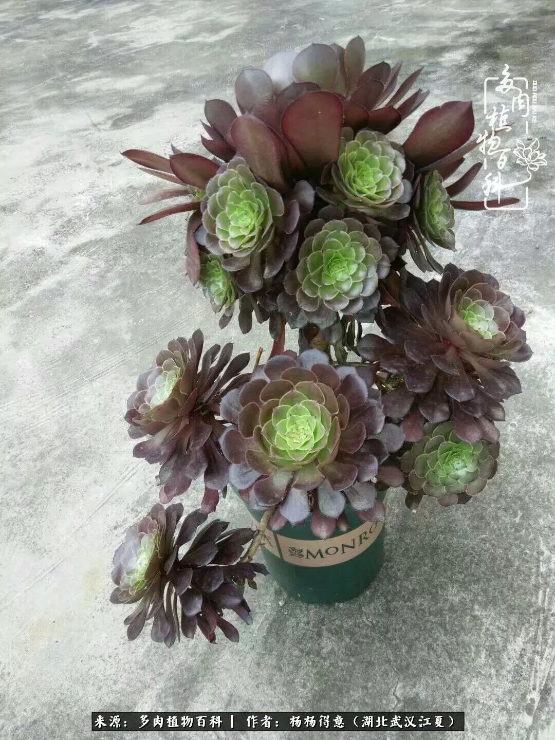 梅花珀迪,因为天气太热太阳太狠,反而褪色了大欧紫拉丝锦,来上班发现