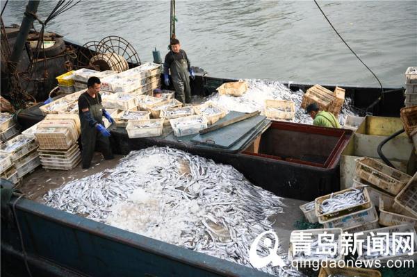 "开海"第一船海鲜上岸 秋季首捕鱼虾满仓_渔船