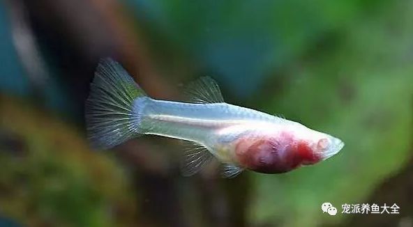 每日一鱼玻璃种孔雀鱼腹部如玻璃一般透明