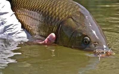 鱼多少时间繁殖后代 7e317b557ba74d12872a3161381ae608.jpeg