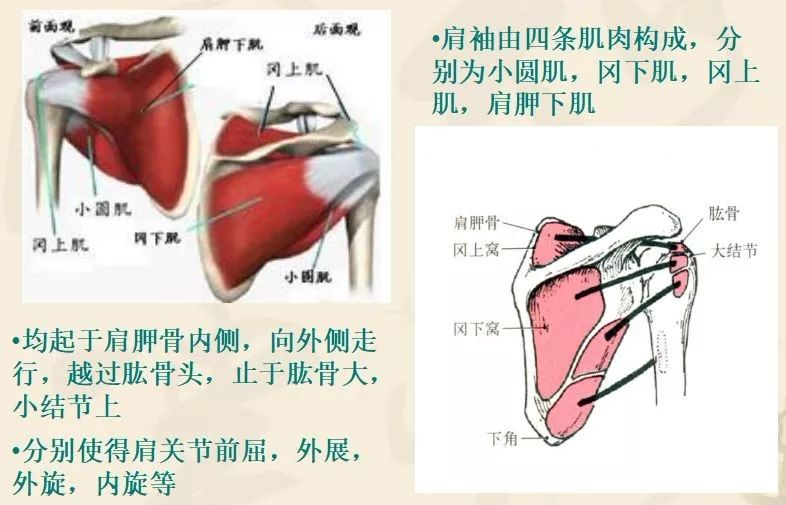 肩袖  