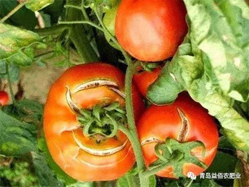 西红柿怎么种才不裂 88eea5044d724b089ea4fe9531478984.jpeg
