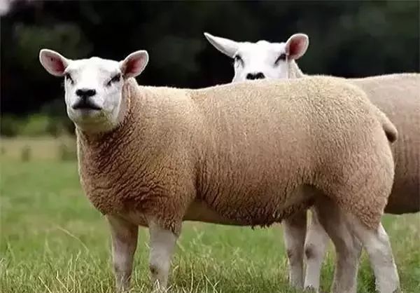 世界品种羊!