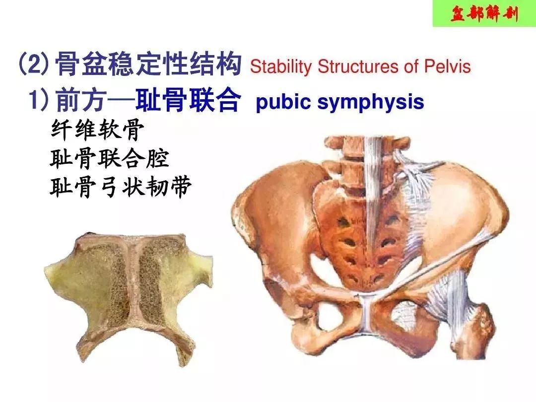 孕期耻骨联合痛怎么办