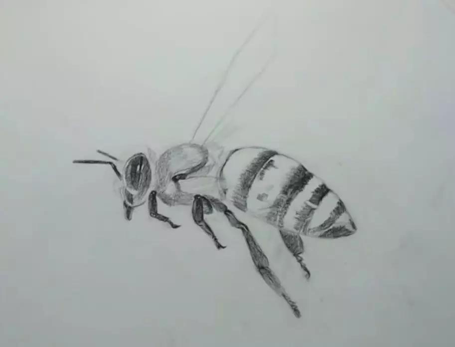 素描蜜蜂如何刻画?名师这5个步骤教你,让你分分钟学会