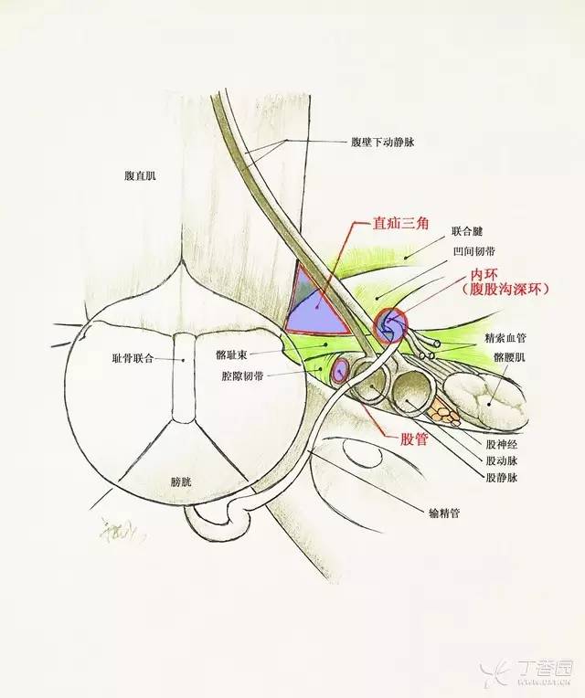 腹股沟三角 来自搜狐网