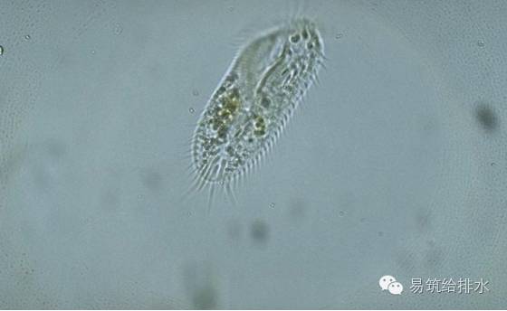 指示分类:活性污泥类原生动物.