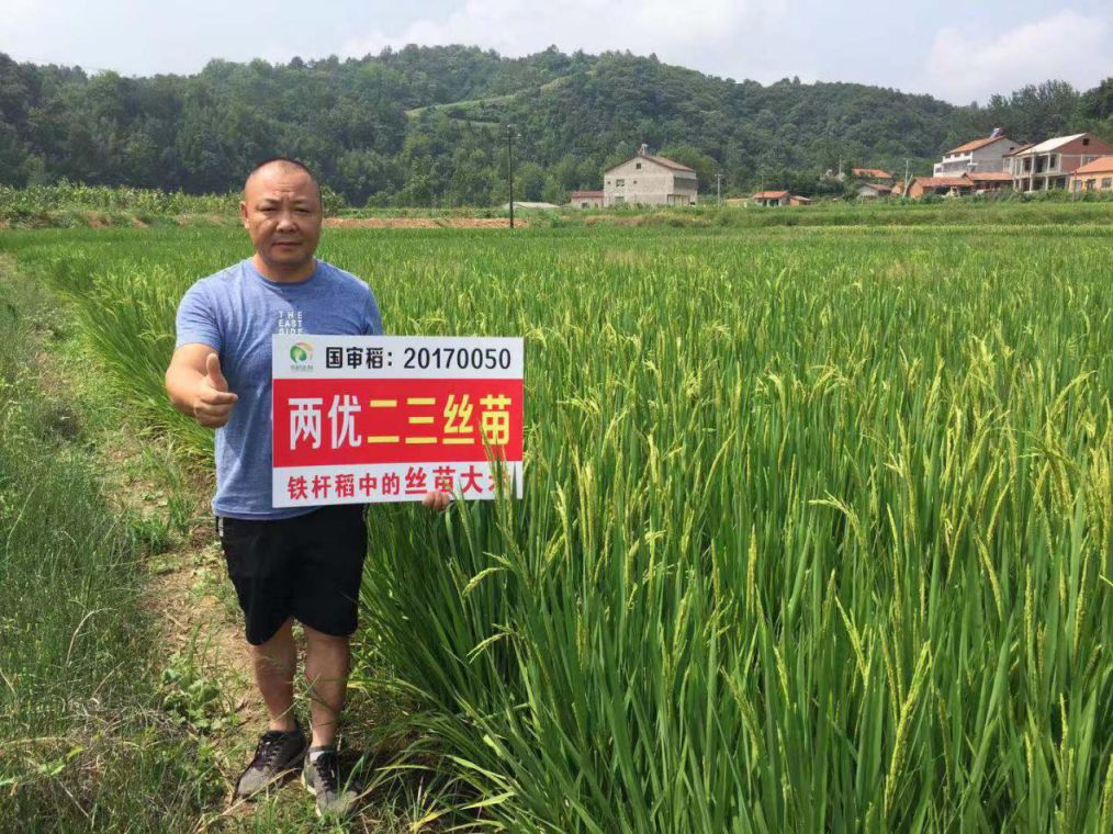 爱种优选安徽华韵生物水稻种子两优二三丝苗