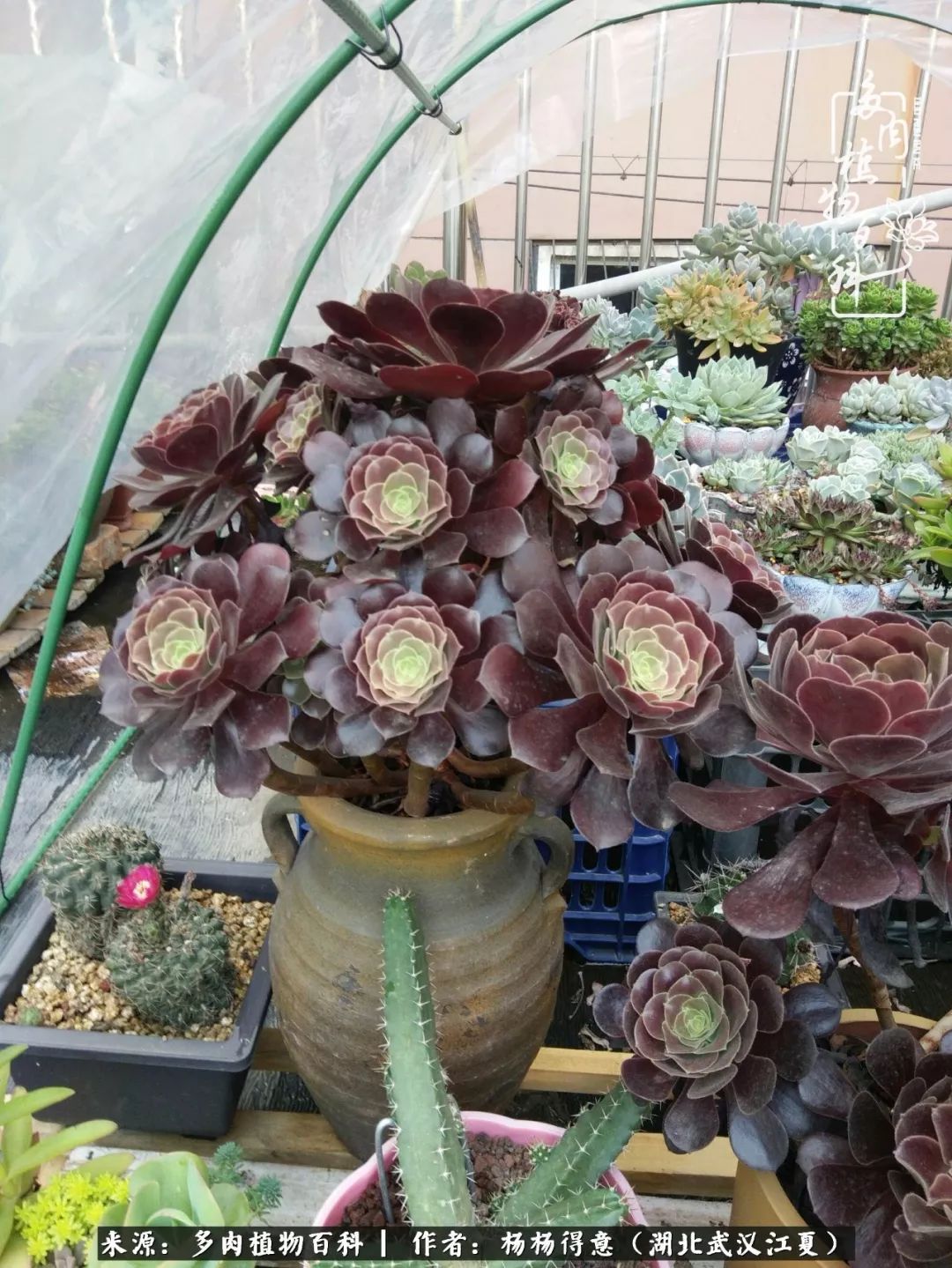 梅花珀迪,因为天气太热太阳太狠,反而褪色了大欧紫拉丝锦,来上班发现