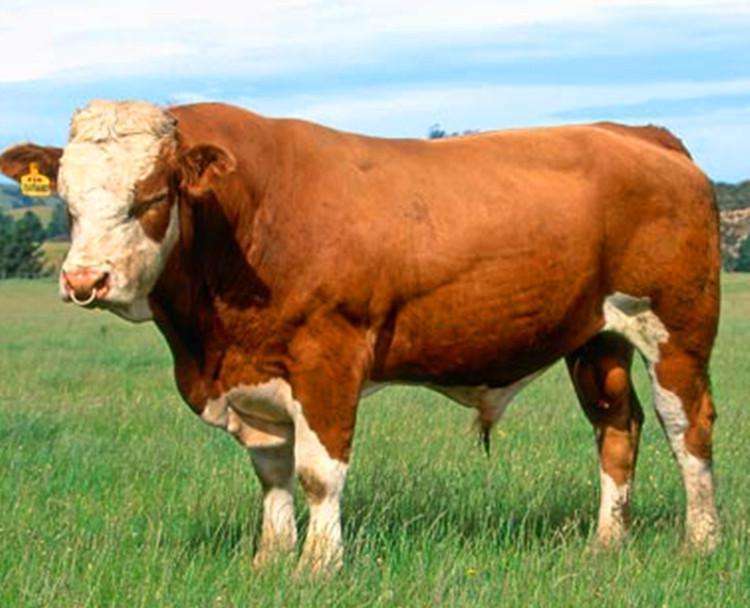 最便宜的牛_全国哪里的牛最便宜