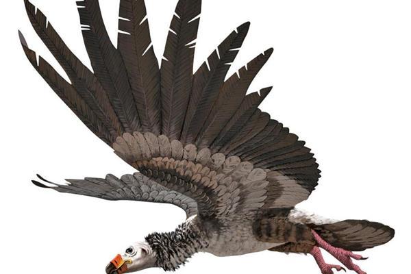 直擊史上最大鳥類，展翅可達7米多，足有一架輕型機之大 寵物 第3張