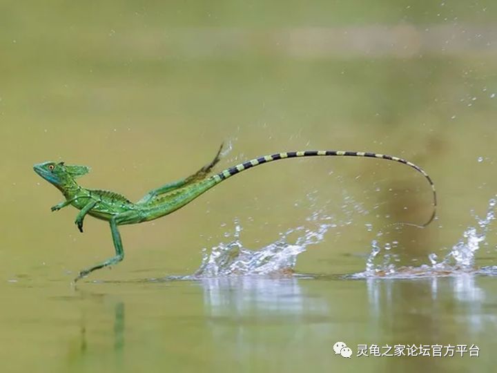 双嵴冠蜥绿双冠蜥