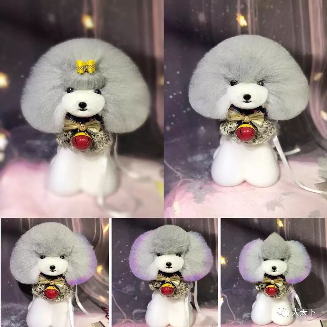 宠物美容发展概论,专业工具认识及使用,犬只骨骼介绍,拉姆装造型修剪