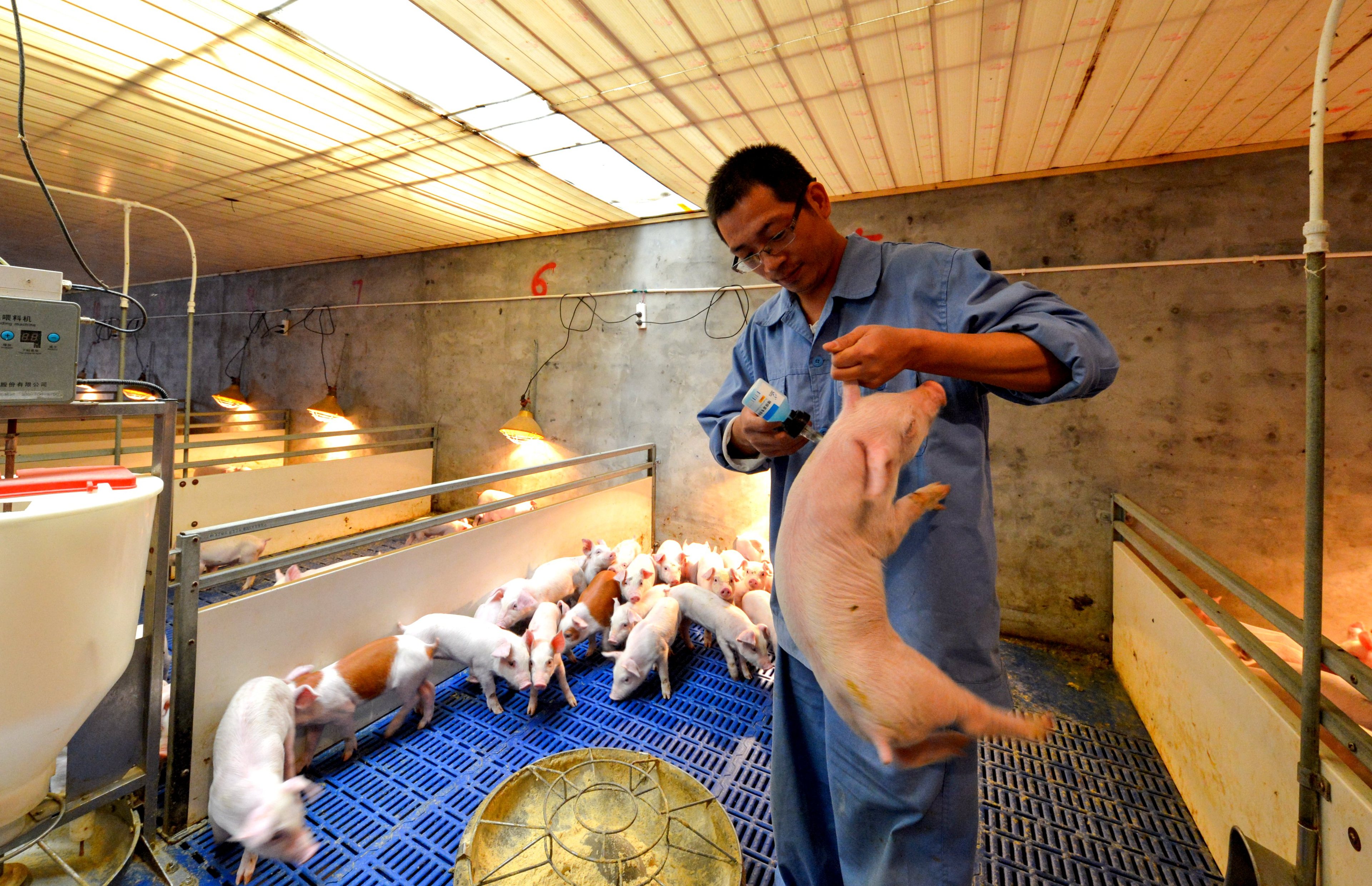猪肉限价限购、投放储备冻肉、支持农村“猪嫂”养猪……各地出台多项实招全力保障猪肉供应