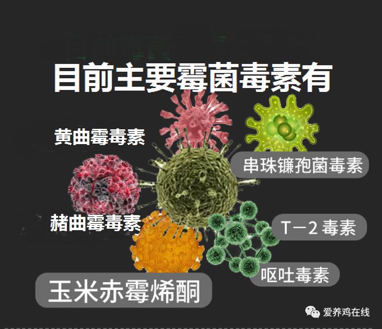 的霉菌毒素主要有六种:黄曲霉毒素,呕吐毒素,烟曲霉毒素,赭曲霉毒素